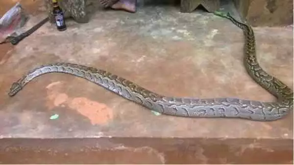 See the Huge Python Snake that was Sighted in Anambra State